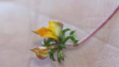 Aspalathus crassisepala