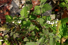 Solanum nigrum