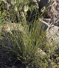 Fingerhuthia africana