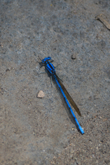Argia funebris