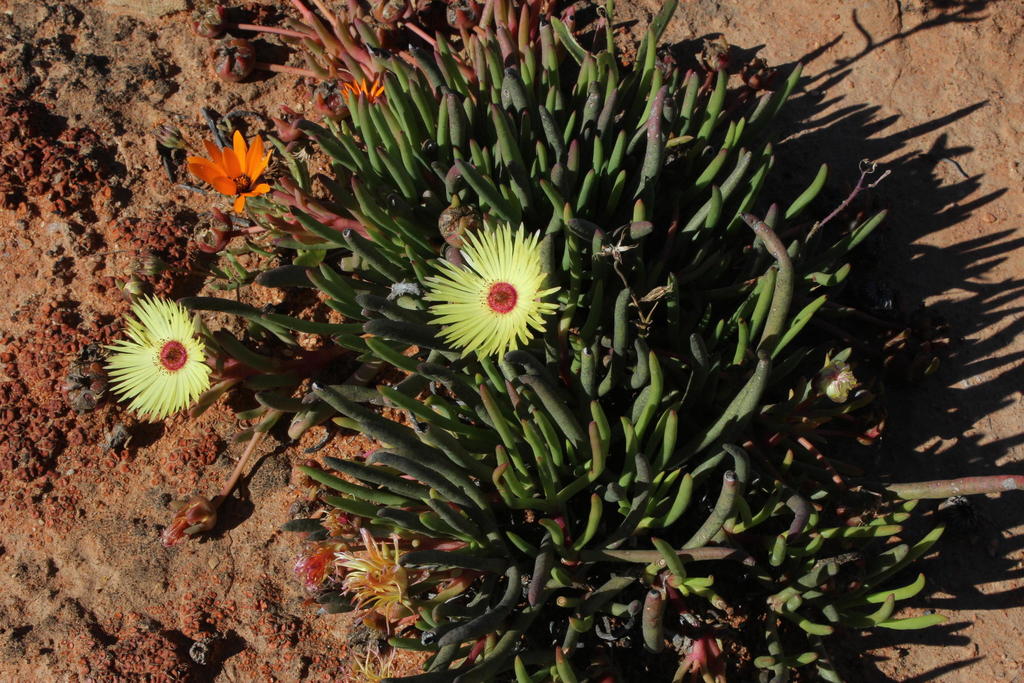 Redcentre Starfig