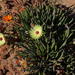 Cephalophyllum pillansii - Photo (c) Tony Rebelo,  זכויות יוצרים חלקיות (CC BY-SA), הועלה על ידי Tony Rebelo