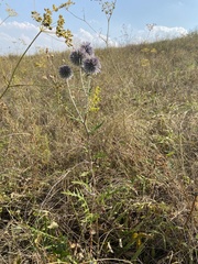 Echinops ritro