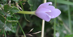 Colchicum autumnale