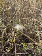 Clematis integrifolia