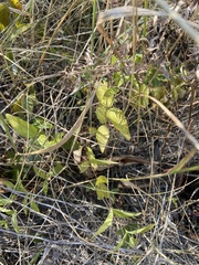 Clematis integrifolia