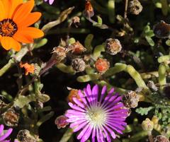 Drosanthemum oculatum