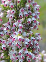 Erica hispidula hispidula