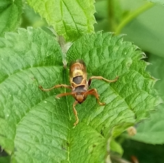 Polistes quadricingulatus