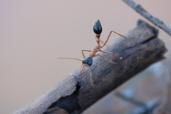 Myrmecia desertorum