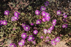 Drosanthemum oculatum