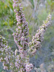 Erica hispidula hispidula