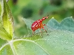 Paratomapoderus