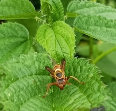 Polistes quadricingulatus