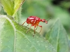 Paratomapoderus