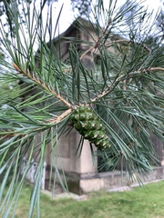 Pinus sylvestris