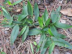 Dichanthelium boscii
