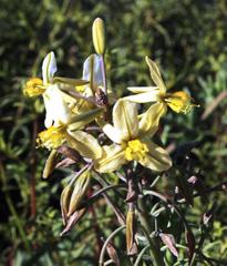 Bulbine praemorsa