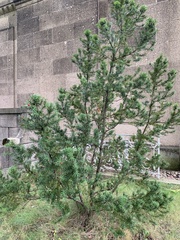 Taxus baccata