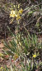 Bulbine praemorsa