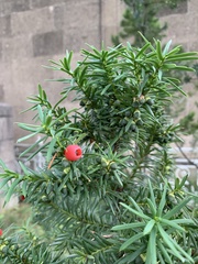 Taxus baccata