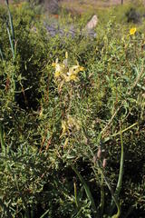 Bulbine praemorsa