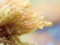 Scorpidium revolvens