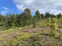 Calluna vulgaris