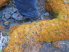 Scorpidium revolvens