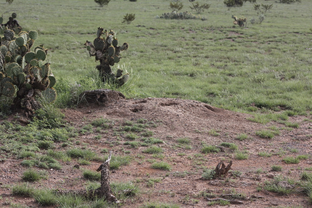 Nelson's Kangaroo Rat