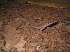 Ameivula