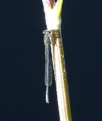 Pseudagrion draconis