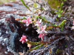 Exobasidium cassiopes