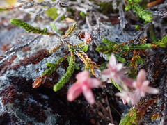 Exobasidium cassiopes