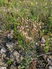 Erigeron acris podolicus