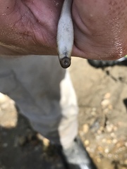 Least Brook Lamprey photo 4