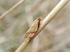 Clepsis pallidana