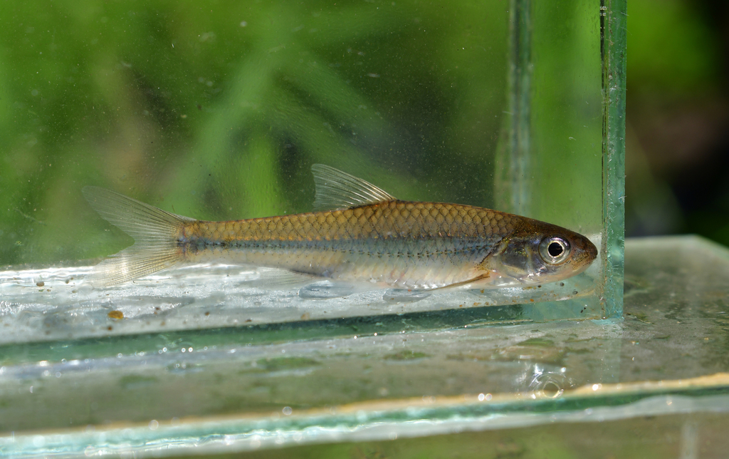 Sand Shiner from Will County, IL, USA on August 25, 2021 at 12:50 PM by ...