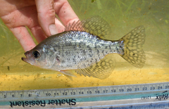 Black Crappie photo 4