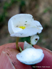 Begonia geranioides