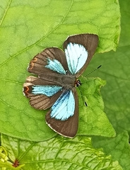 Heliophorini