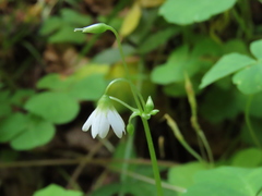 Oxalis trilliifolia