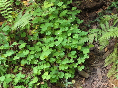 Oxalis trilliifolia