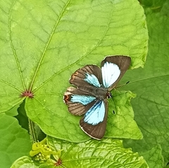 Heliophorini