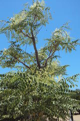 Moringa ovalifolia image