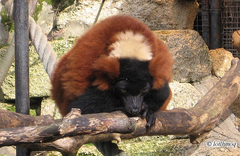 Varecia rubra