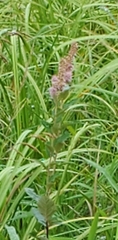Spiraea salicifolia