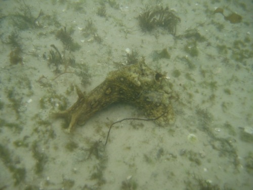 spotted seahare