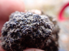 Trapeliopsis granulosa