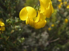 Cyclopia subternata subternata